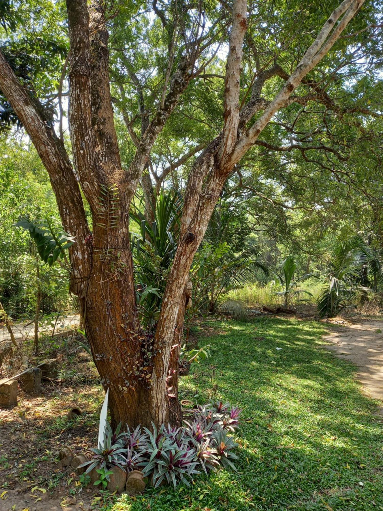 Silent Peacock Villa And Peacock Cafe Tangalle Bagian luar foto